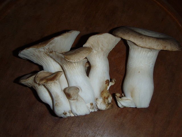 King oyster (Pleurotus eryngii)