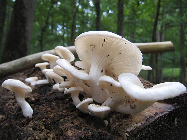 Phoenix oyster (Pleurotus pulmonarius)