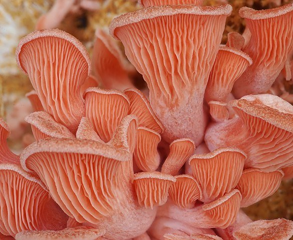 Pink Oyster (Pleurotus djamor)
