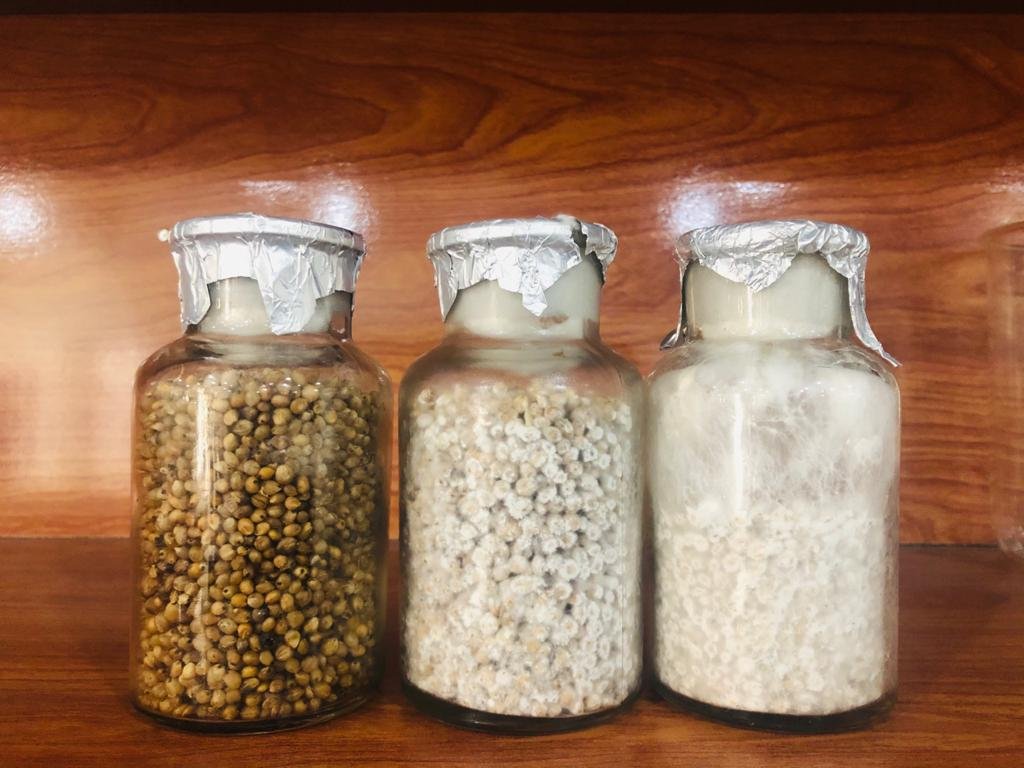 grain spawn in different growth stages
