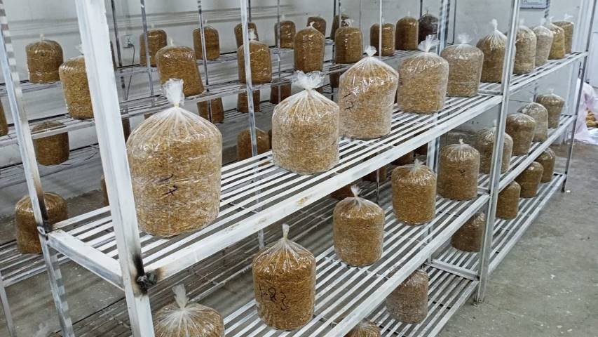 Oyster Mushroom Growth Room