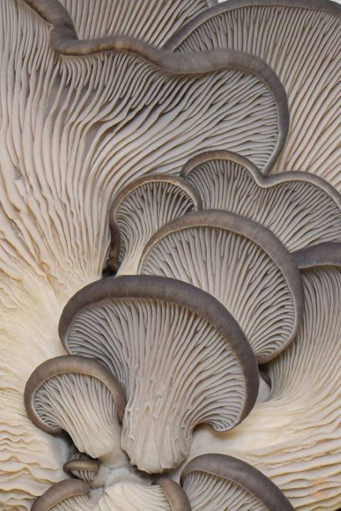 oyster mushroom cap