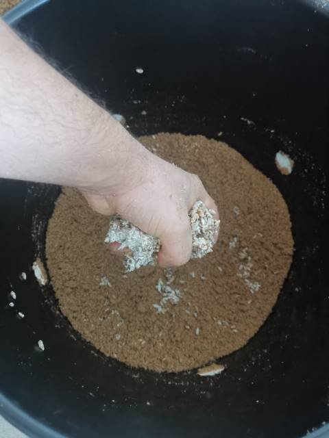 layer of spawn on oyster mushroom