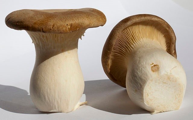 King Oyster Mushroom Look