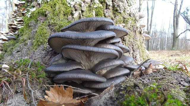 oyster mushroom growing on tree