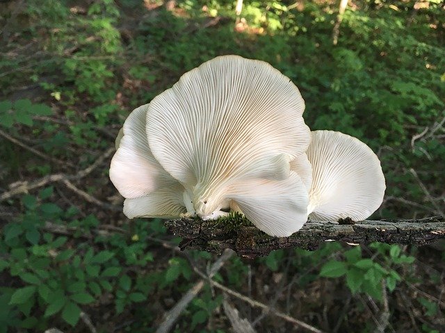 Oyster Mushroom growing on branch outside