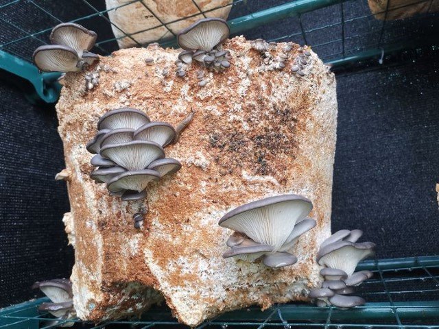 oyster mushroom outside