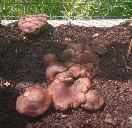 King Oyster Mushroom outside