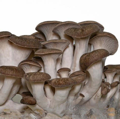 oyster mushroom ready for harvest