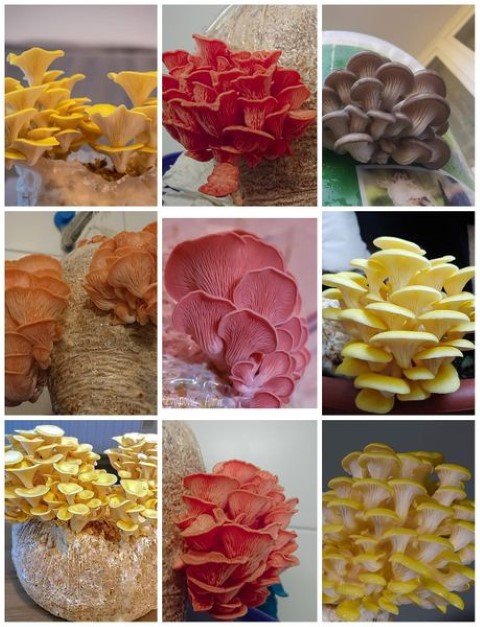oyster mushroom types and colors
