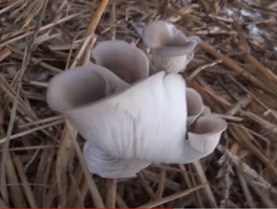 oyster mushroom on straw outside