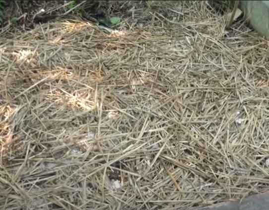 straw bed for oyster mushroom