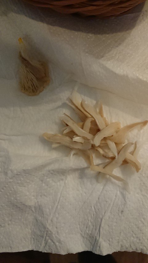 oyster mushroom fruit in pieces for cloning
